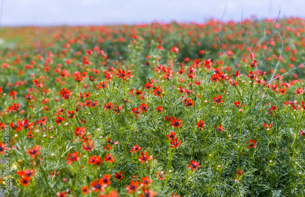 Poppy field