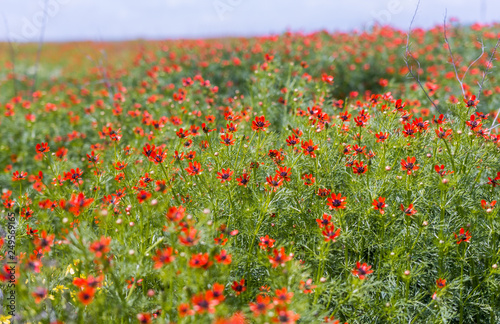 Poppy field