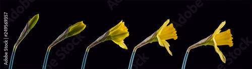 Sequence of Daffodil blooming against a black Background