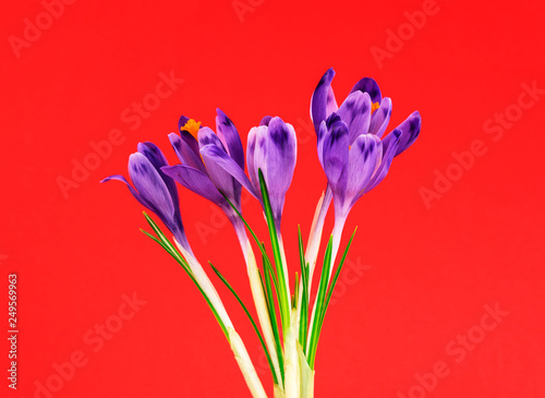 Bouquet of beautiful spring snowdrops flowers violet crocuses on a red background