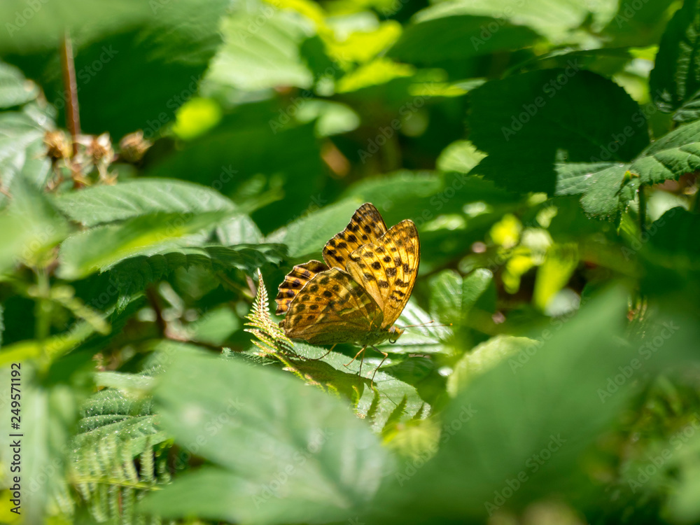 Argynnis paphia - Le Tabac d'Espagne, un grand papillon de clairières et sentiers forestiers Argynnis paphia - Le Tabac d'Espagne, un grand papillon de clairières et sentiers forestiers