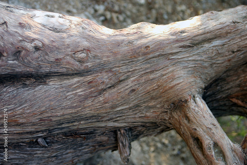 beautiful root system and trunk of mountain pine of bizarre shape growing in rocks closeup