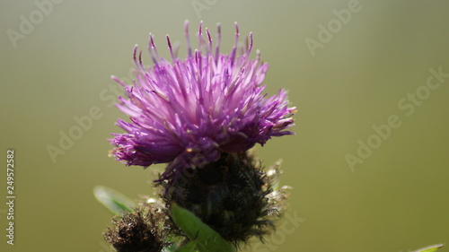 Thistle