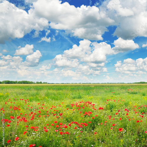 Meadow with wild poppies and blue sky. © alinamd