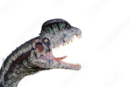 Dilophosaurus isolated on white background