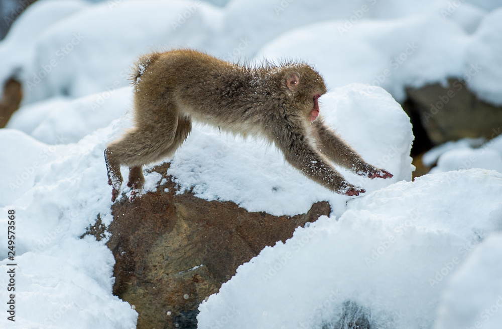 Obraz premium Japanese macaque in jump. Macaque jumps through a natural hot spring. Winter season. The Japanese macaque, Scientific name: Macaca fuscata, also known as the snow monkey.