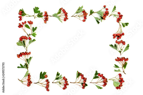 Hawthorn berry border on white background. Used in herbal medicine to lower blood pressure, improve circulation and help with cardiovascular problems. Very high in antioxidants and vitamin c.
