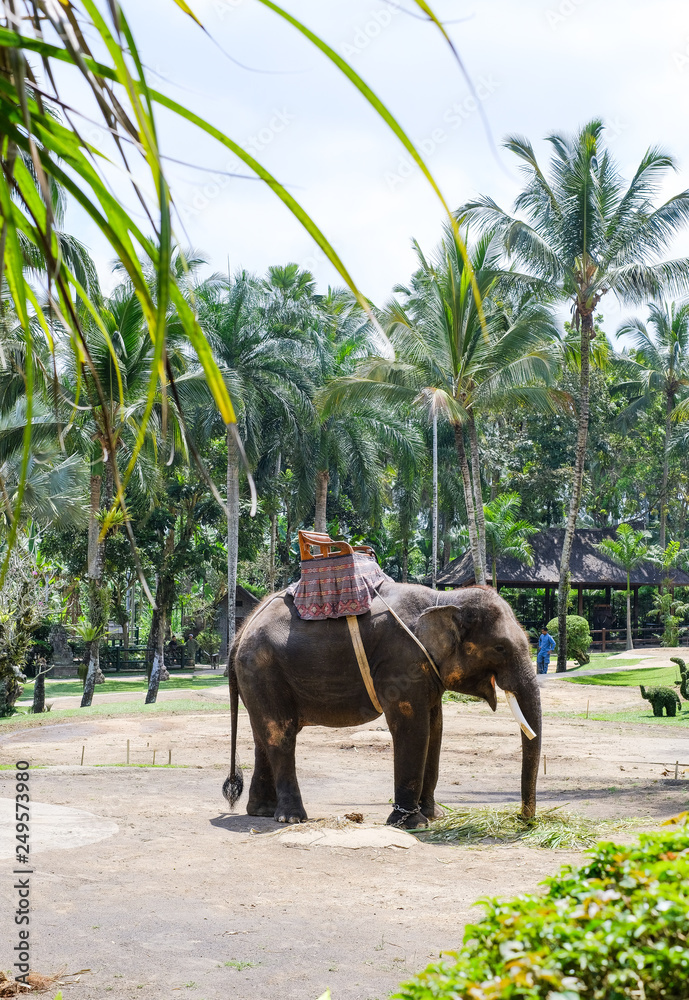 Naklejka premium Elephant in safari park 