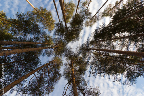 Trees in a forest. Looking Up