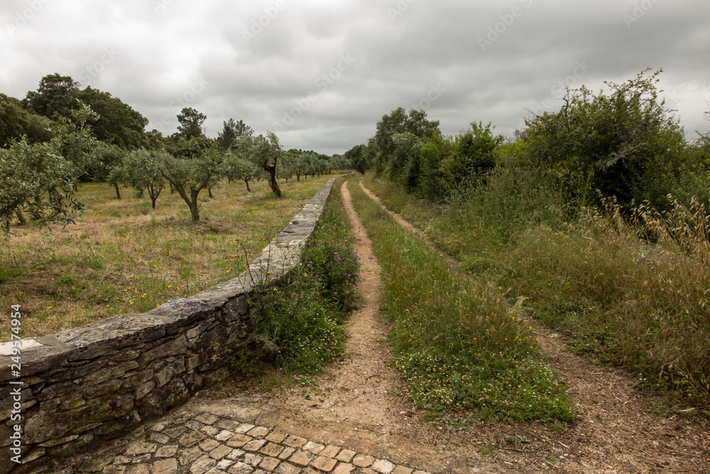 a country road among fields with olive trees in Portugal,