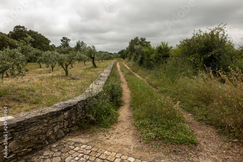 a country road among fields with olive trees in Portugal 