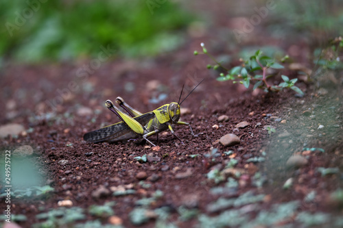wood grasshopper in the garden in the afternoon