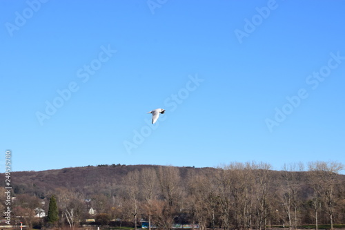 Rhein bei Bonn Bad Godesberg photo