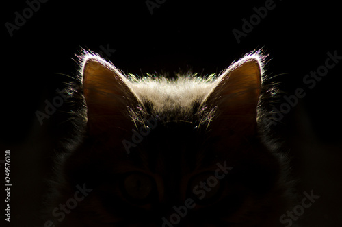 cat ears,cat in the dark