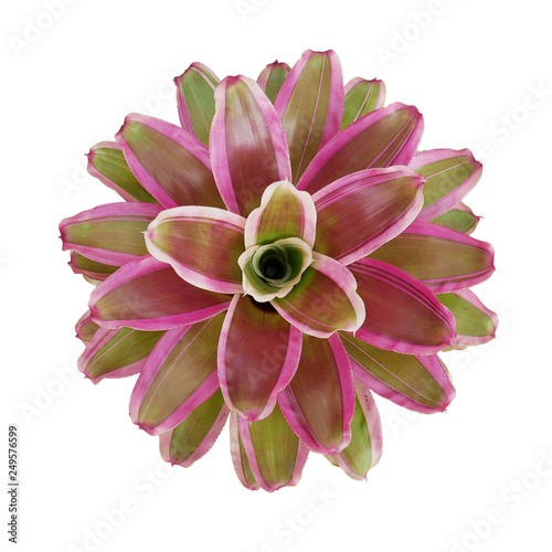 Top view of beautiful bromeliad Neoregelia the colorful landscape foliage plant native in the rainforests of South America isolated on white background, clipping path included. photo