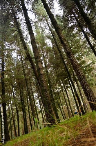 bosque