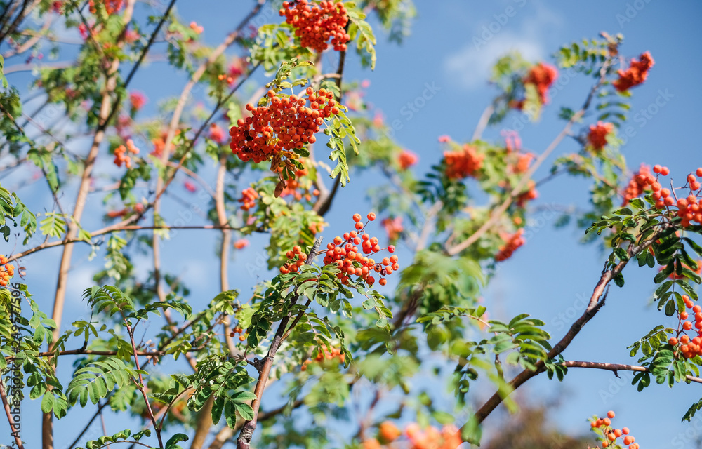 Red mountain ash on the tree