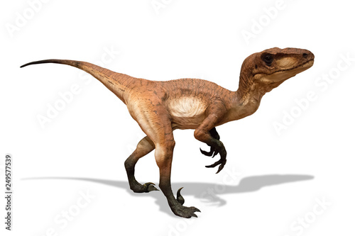 Velociraptor isolated on white background photo