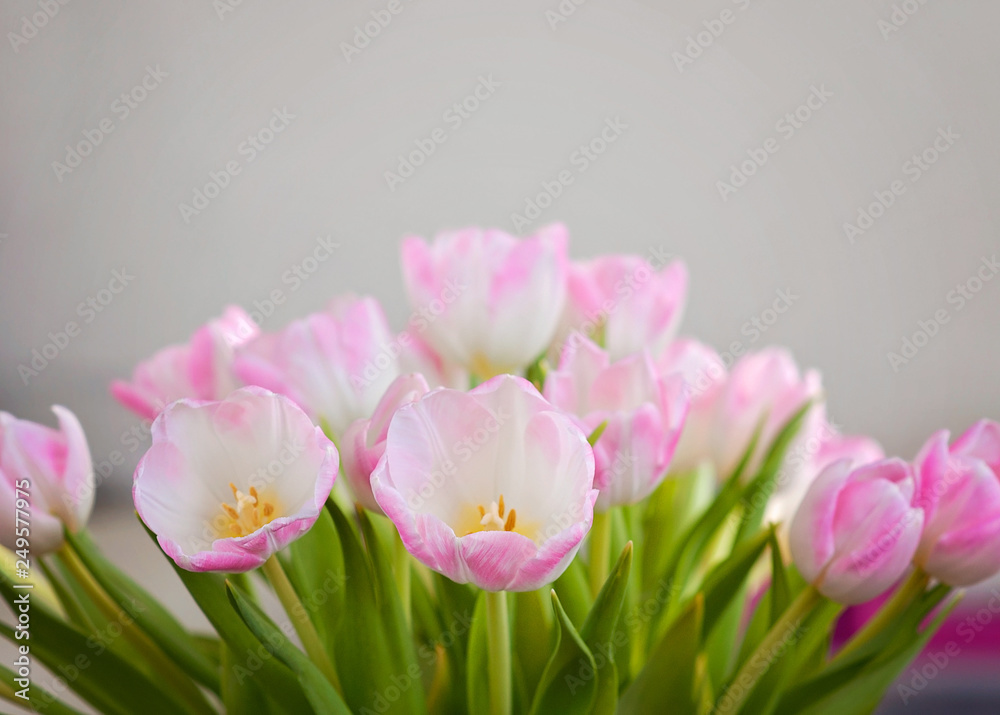 Obraz premium A closeup of soft pink tulips for Mother's Day and as a Spring interior decoration