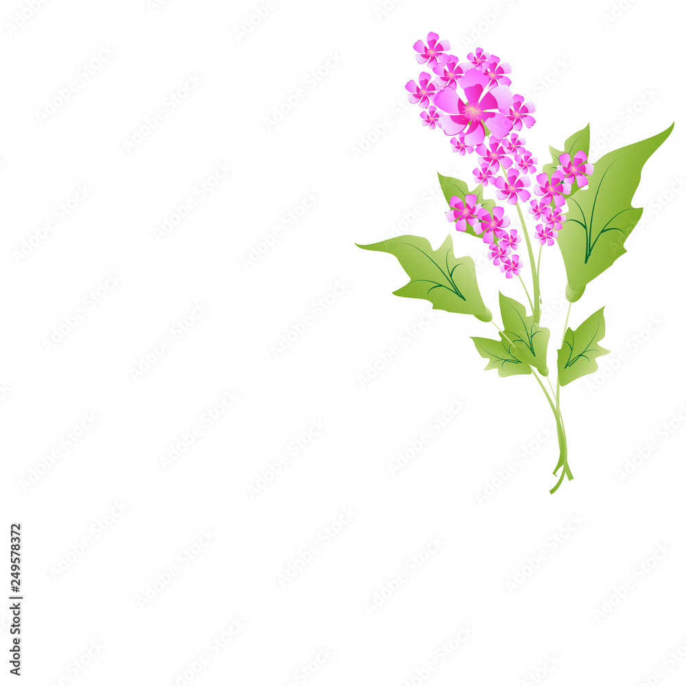 beautiful flowers beautiful flowers