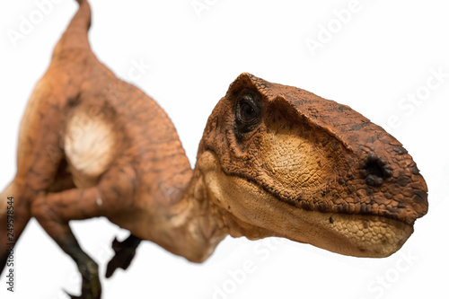 Velociraptor isolated on white background