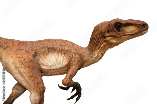 Velociraptor isolated on white background © fabio