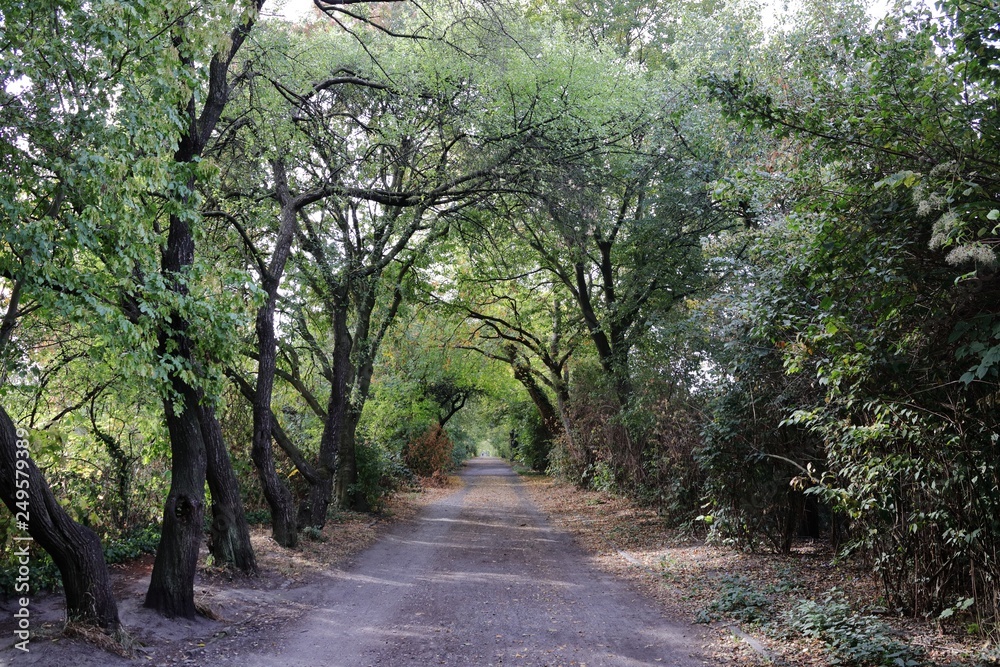 Fototapeta premium Ein Waldweg zwischen hochgewachsenen Bäumen.