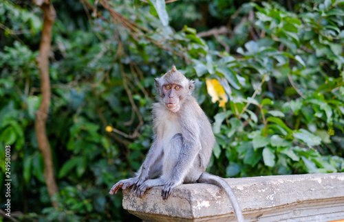 Monkeys in Alas Kedaton Monkey Forest, Bali, Indonesia 