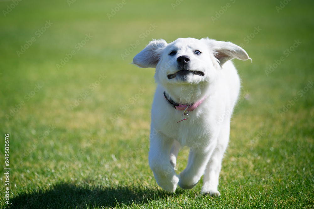 Puppy running on grass