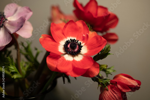赤いアネモネの花