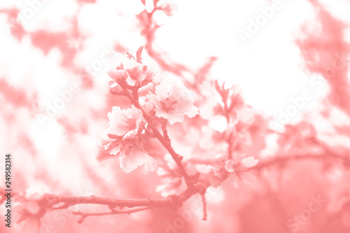 Duotone effect coral and ultraviolet for toning photos with blooming flowers