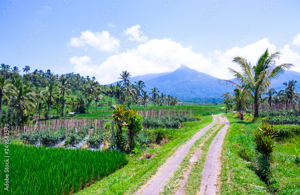 Obraz premium Rice fields overlooking the mountain in Bali