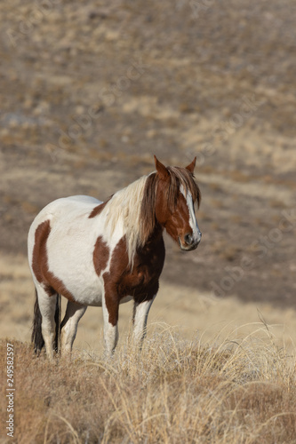 Beautiful Wild Horse in the Utah Desert in Winter