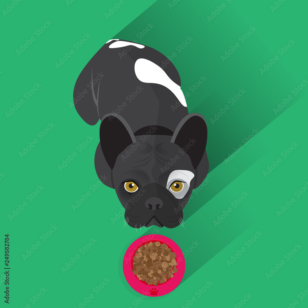 Naklejka premium Adorable french bulldog staring at you in front of a dog's food bowl