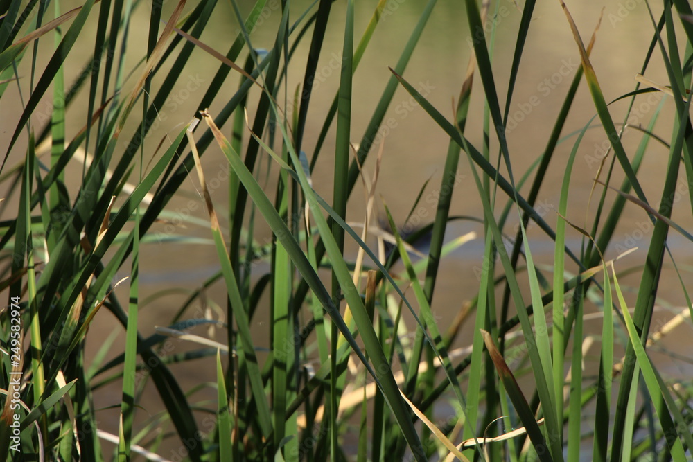 Obraz premium tall grass 