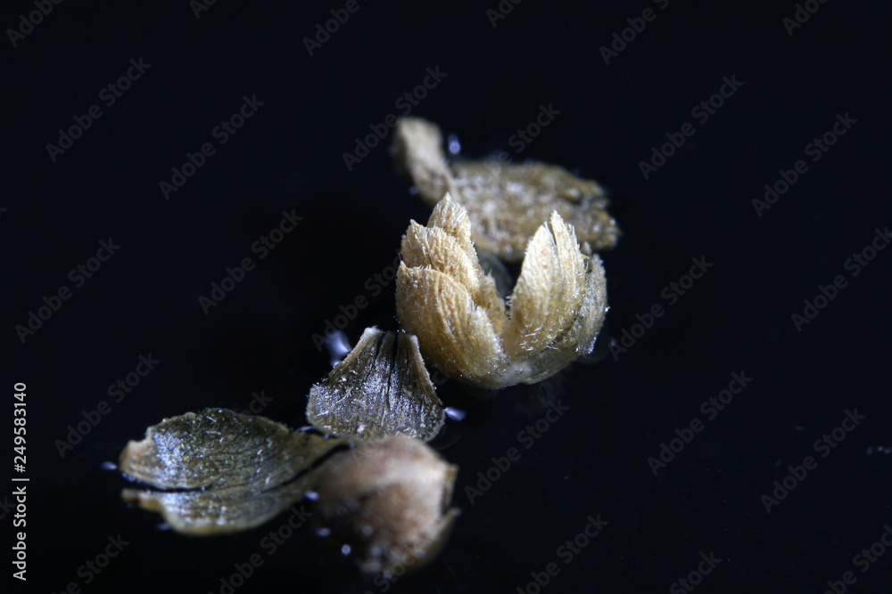 Cooking spice spices in best studio quality photographed partly isolated against black background with macro lens taken