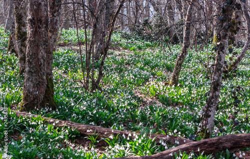 Glade blooming snowdrops in the mountains in the spring