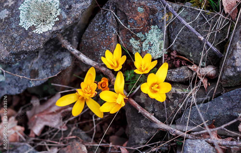 Yellow crocuses in the mountains in spring Yellow crocuses in the mountains in spring