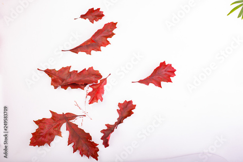 dry brown, red and purple oak leaves on white background. Autumn flat background. Flat lay, top view, copy space