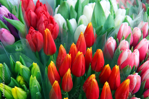 fresh colorful tulips 