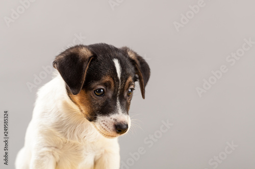 Cute portrait dog Jack Russell Terrier puppy on a gray background in studio