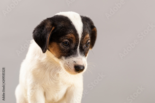 Cute portrait dog Jack Russell Terrier puppy on a gray background in studio