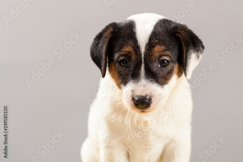 Cute portrait dog Jack Russell Terrier puppy  on a gray background in studio © Wojciech