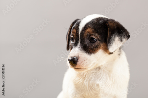 Cute portrait dog Jack Russell Terrier puppy  on a gray background in studio © Wojciech