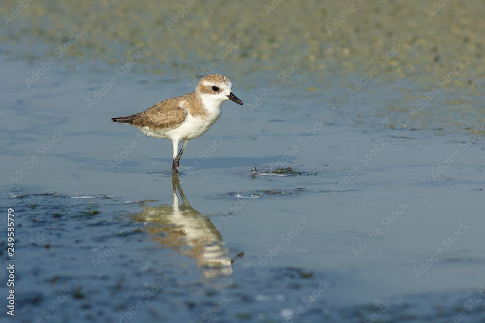 Lesser Sand Plover. Lesser Sand Plover.
