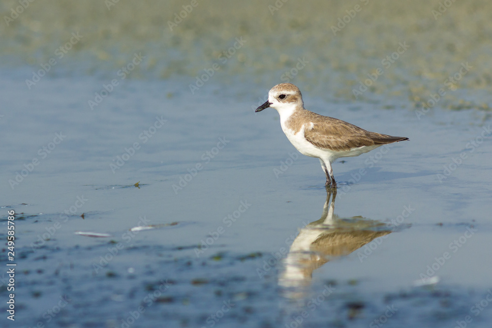 Lesser Sand Plover. Lesser Sand Plover.