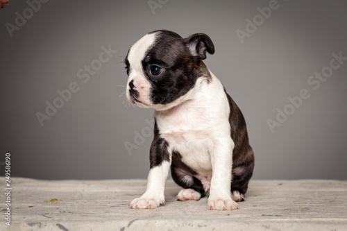 cute puppy dog boston terrier © Wojciech
