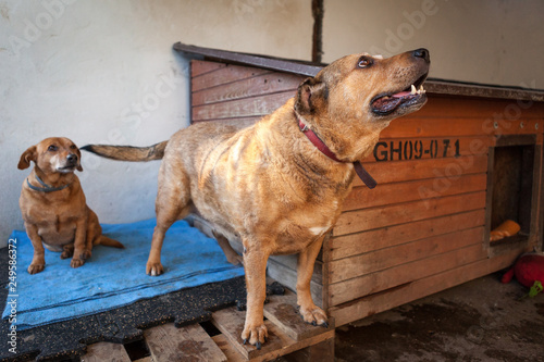 Cute, sad dog in shelter kennel © Wojciech