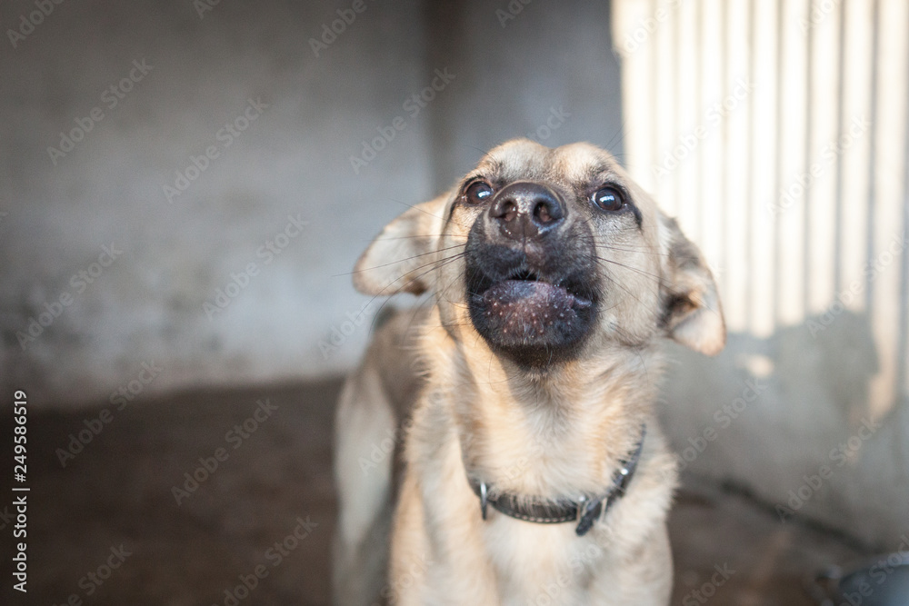 Cute, sad dog in shelter kennel
