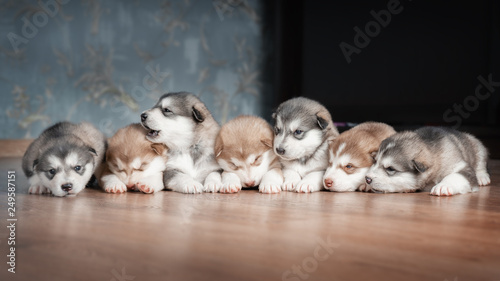 A group of puppies lie in a row on the floor
